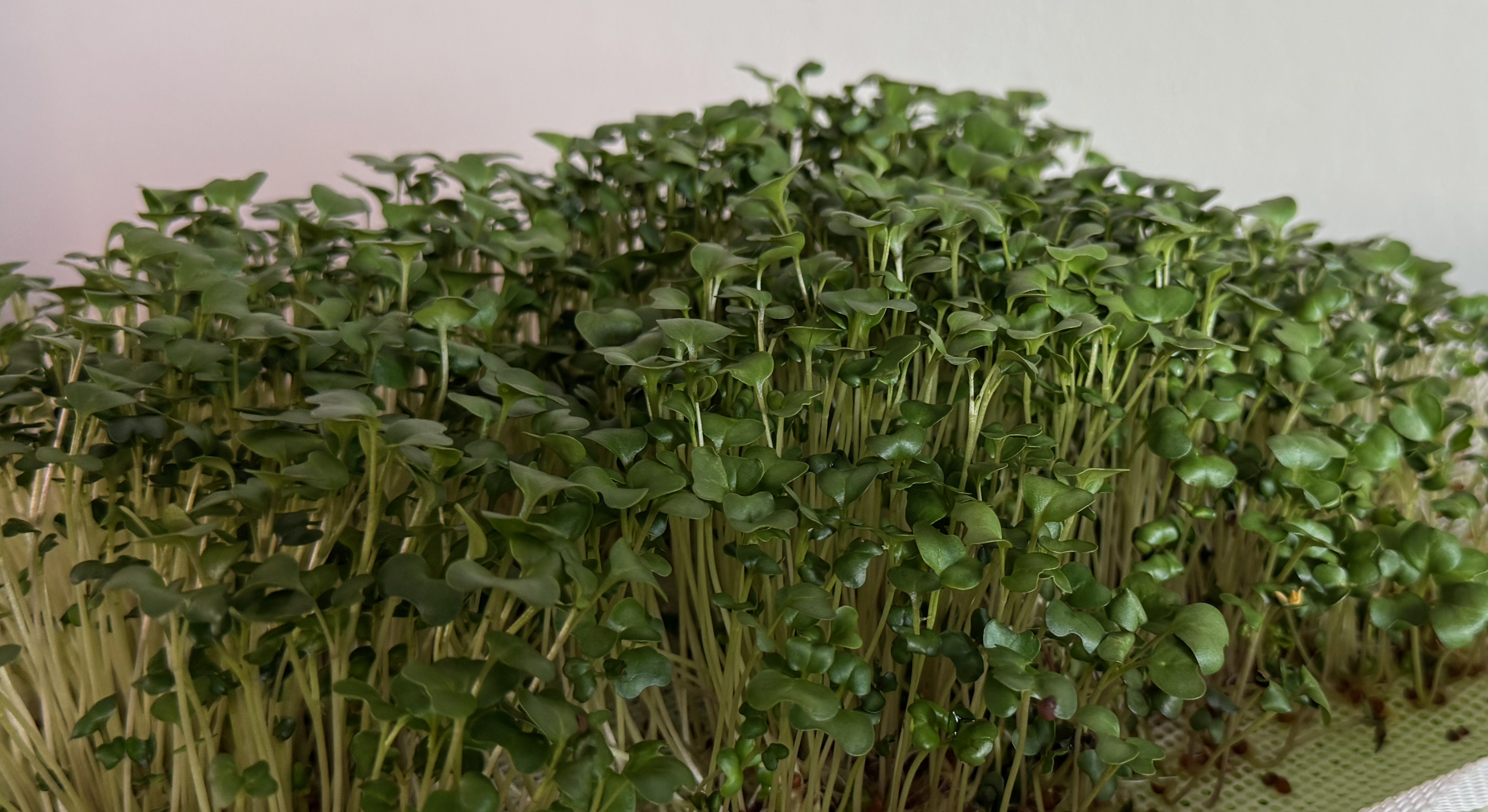 Controlled growing environment