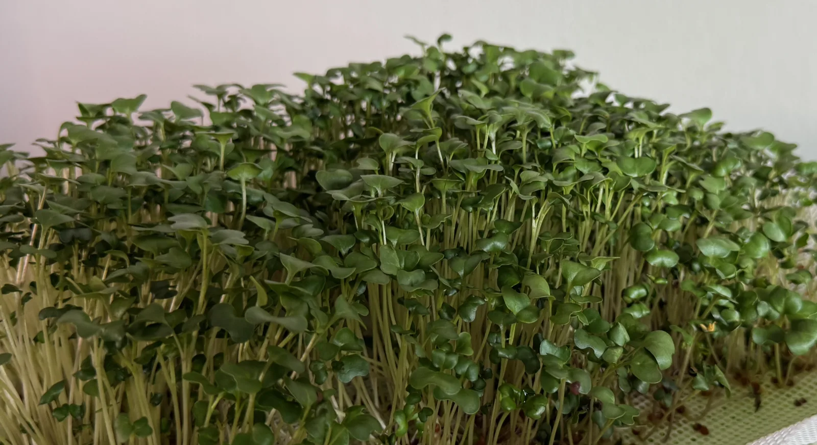 Controlled growing environment